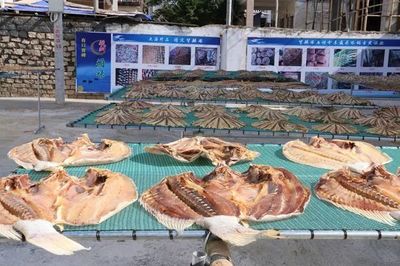 樂東利國鎮(zhèn) 黨建引領(lǐng)產(chǎn)業(yè)興，海產(chǎn)加工育苗助推集體經(jīng)濟“破浪前行”