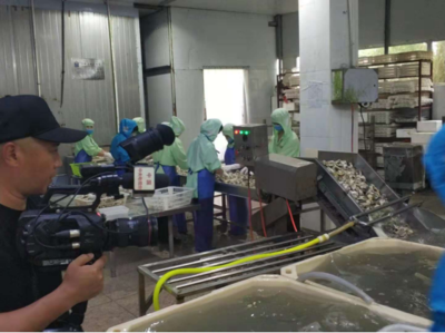 科技賦能，海味飄香——探訪廣東省水產(chǎn)創(chuàng)新試點專業(yè)鎮(zhèn)潮州饒平?jīng)G洲鎮(zhèn)