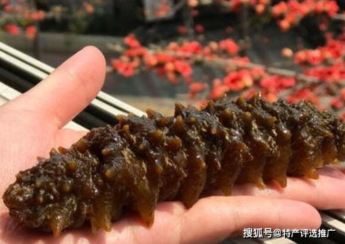 威海刺參 刺參上品中的皇冠明珠